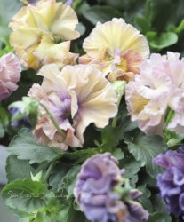 वΥѥ󥸡եǥ͡塡إ졼ץΡ֥