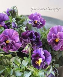 �������व��Υѥ󥸡����ե��ǥ͡����塡 �Ѥ��餭��A�ۥѡ��ץ�