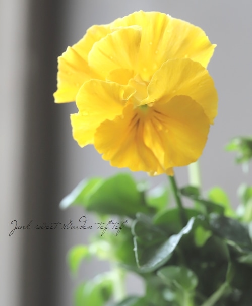 ○桂楓園さんのパンジー・フェデネージュ 『クレープノーブル』 変わり