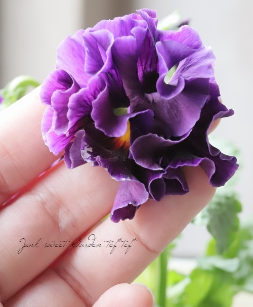 ○マツバラフラワーファームさんパンジー・コライユ 『ステムロング