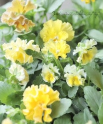 ե餭ѥ󥸡 إ֥ꥨ ڥϡ ¥ꥸʥ