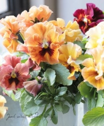 ե餭ѥ󥸡 إ֥ꥨ ڥ֥åɥ󥸷ϡ ¥ꥸʥ