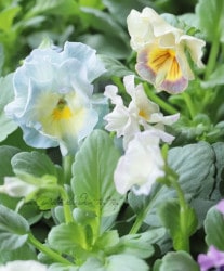 ե餭ѥ󥸡 إ֥ꥨ ڥ֥롼ϡ ¥ꥸʥ