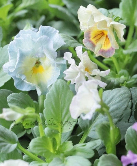 ○フリル咲きパンジー 『シエルブリエ』 【ブルー系】 花日和