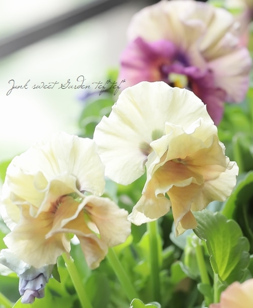 ○フリル咲きビオラ 『アイクルール』花日和×桐生ふぁ～む共同開発品種