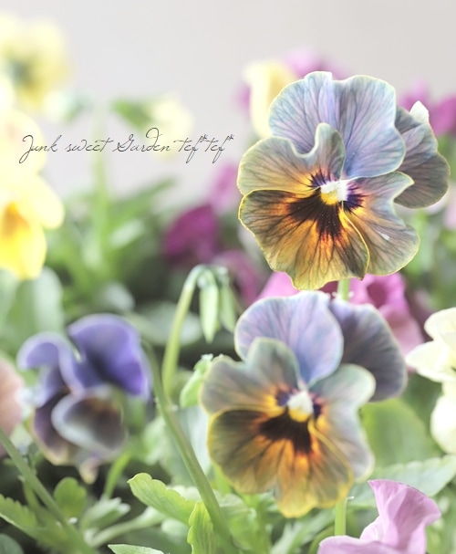 ○桂楓園さんのパンジー 『マジックアワー』 | すべての商品 | | Junk