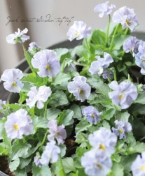 वΥӥ顡إѥƥե١ڥ֥롼֥롼