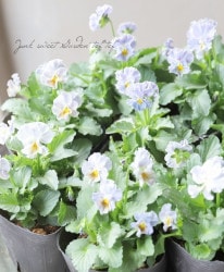 वΥӥ顡إѥƥե١ڥ֥롼쥤