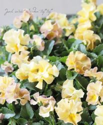 �������व��Υӥ��顡�إѥ��ƥ�ե��١��ڥ١������