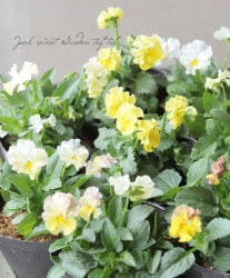 वΥӥ顡إѥƥե١ڥ꡼