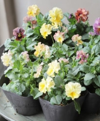 वΥӥ顡إѥƥե١ڥ