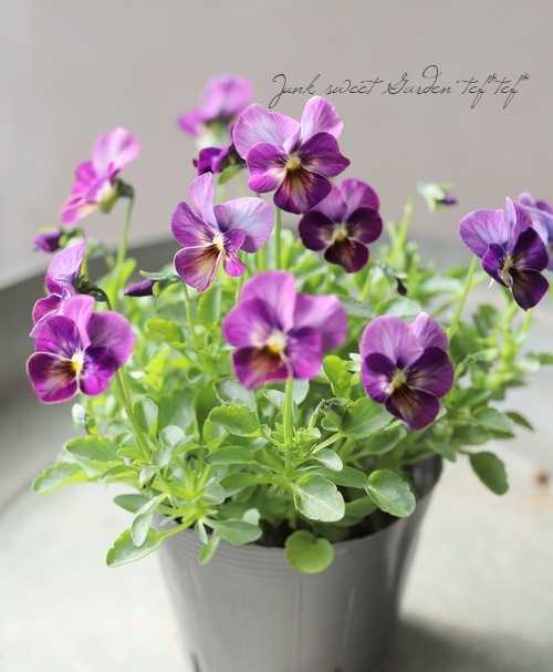 ◇ビオラ・ももかシリーズ 『こうめ』 【変わり咲き】 | すべての商品