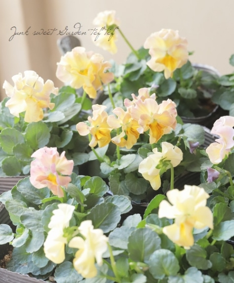 ☆みもとビオラ 『レモンムース』 | すべての商品 | | Junk sweet