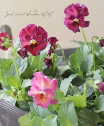 ߤȥӥ顡ؽդޤ Ѥ餭