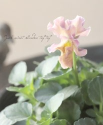 ߤȥӥ顡إࡼ Ѥ餭