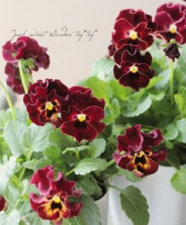 إեӥ顡زڤ ¥ꥸʥ ڥ磻