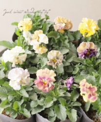 वΥѥ󥸡եǥ͡塡