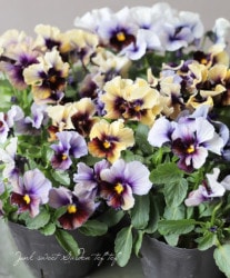 ߤإեѥ󥸡 إӥ塼ƥ H19