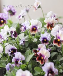 ���ߤ�����إե��ѥ󥸡� �إ�������ӥ塼�ƥ��� ��Z31��