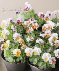 ߤȥեӥ顡إӥ塼ƥ Z49