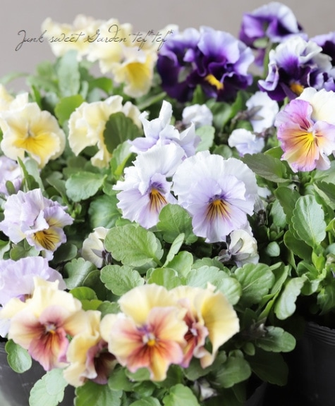 M*e様 ビオラ♡パンジー 000000021568_KOqHgtl.jpg