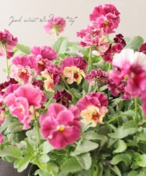 ���ե��餭�ѥ󥸡����إ�����֥ꥨ��  �ڥ������ϡۡ������¥��ꥸ�ʥ�