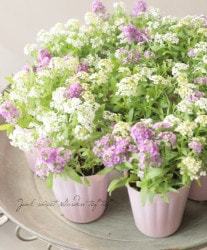 �������ȥ���å��ࡡ�إۥ磻�ȥ����٥������