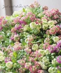 �������ȥ���å��ࡡ�زڤ������