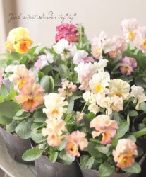 ߤȥեѥ󥸡 إѥԡ른 ̴ 2023ǯǿʼ