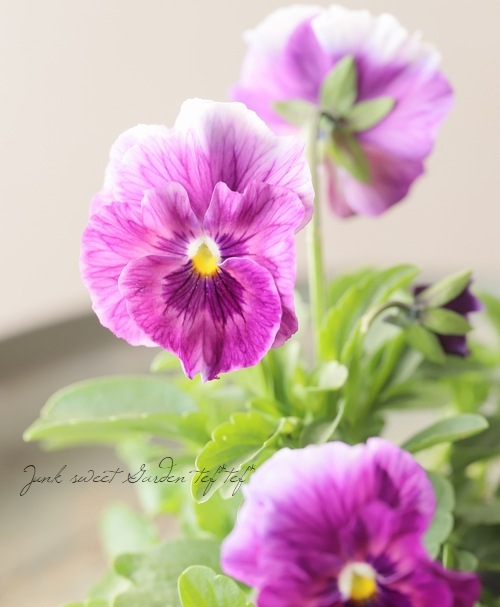 ○フリル咲きパンジー 『シエルブリエ』 【グレープ系】 花日和