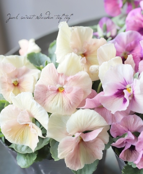 ☆育種うえたオリジナルビオラ 『試作品種』 2024 No.117 | すべての