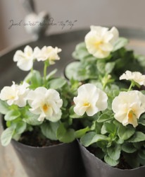 ����臘�������ꥸ�ʥ�ӥ��顡�إ��󥸥�ե롼��� �Ѥ��餭�����E��