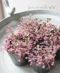 �ߤ�ȱ�ݥ������С����إ��󥸥��륯�����С��١���C��