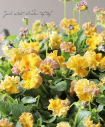 वΥӥ顡إѥƥե١ڥޥ󥴡