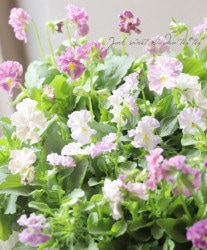 वΥӥ顡إѥƥե١ڥԥ󥯡