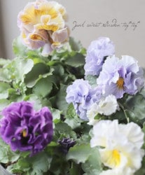 ߤȥեѥ󥸡 إѥԡ른 ں̳