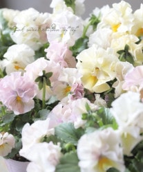 ѥ󥸡 إ륲ȡ ڥѥƥԥ󥯡