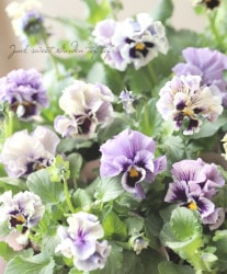 ѥ󥸡 إ륲ȡ ڥ֥롼ۥ磻ȡ