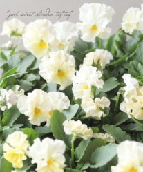 ե餭ѥ󥸡 إ֥ꥨ ڥ꡼ϡ ¥ꥸʥ