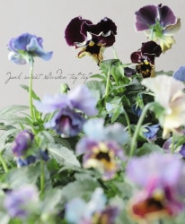 वΥѥ󥸡եǥ͡塡ض