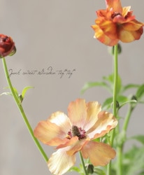 ڰݤۥʥ󥭥饹å꡼إƥ Ѥ餭