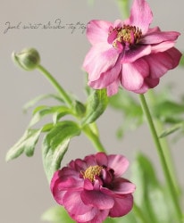 ڰݤ ʥ󥭥饹å꡼إƥС١Ѥ餭