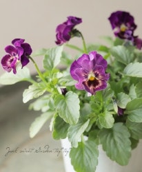 ե餭ѥ󥸡 إ֥ꥨ ڥ֥롼ϡ ¥ꥸʥ Ѥ餭