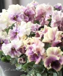 ڹ߷󥪥ꥸʥ ե󥸥ѥ󥸡 إΥ른åࡼ