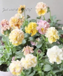 ѥ󥸡 إ륲ȡ ڥѥƥ륪󥸡