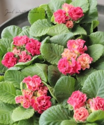 Ȭź餭ץ顡إ֥饤ɡ١ԡ