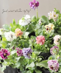 鲻ݤѥ󥸡 إɥ꡼०֡