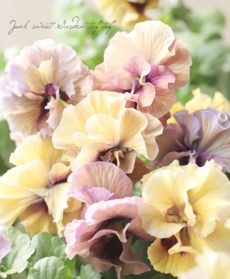 �������ݤ��󥪥ꥸ�ʥ�Ȭ�ťӥ���ؤդ���ե���