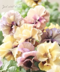 �������ݤ��󥪥ꥸ�ʥ�Ȭ�ťӥ���ؤդ���ե���