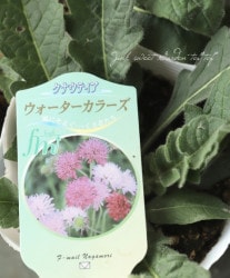 ʥƥ إ顼